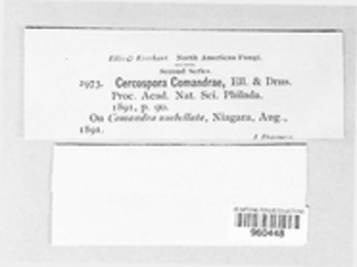 Pseudocercospora comandrae image